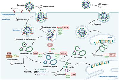 Innate immune response against vector-borne bunyavirus infection and viral countermeasures